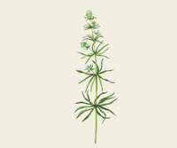 Cleavers